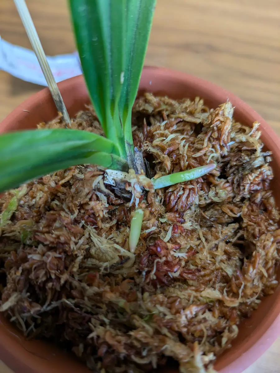 2024.11〜2025.6 フウラン(風蘭)の花が見たい。｜そだレポ（栽培