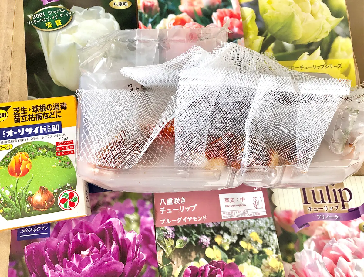 八重咲きチューリップを咲かせたい〜(そだレポ終了)｜そだレポ（栽培