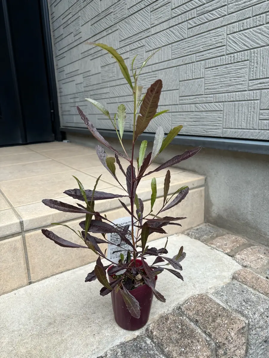 ドドナエア　ドドナエア 雌株　ドドナエア苗　ドドナエア ８号鉢鉢植え 楽天市場】ドドナエア (プルプレア) 8号 黒色 セラアート鉢