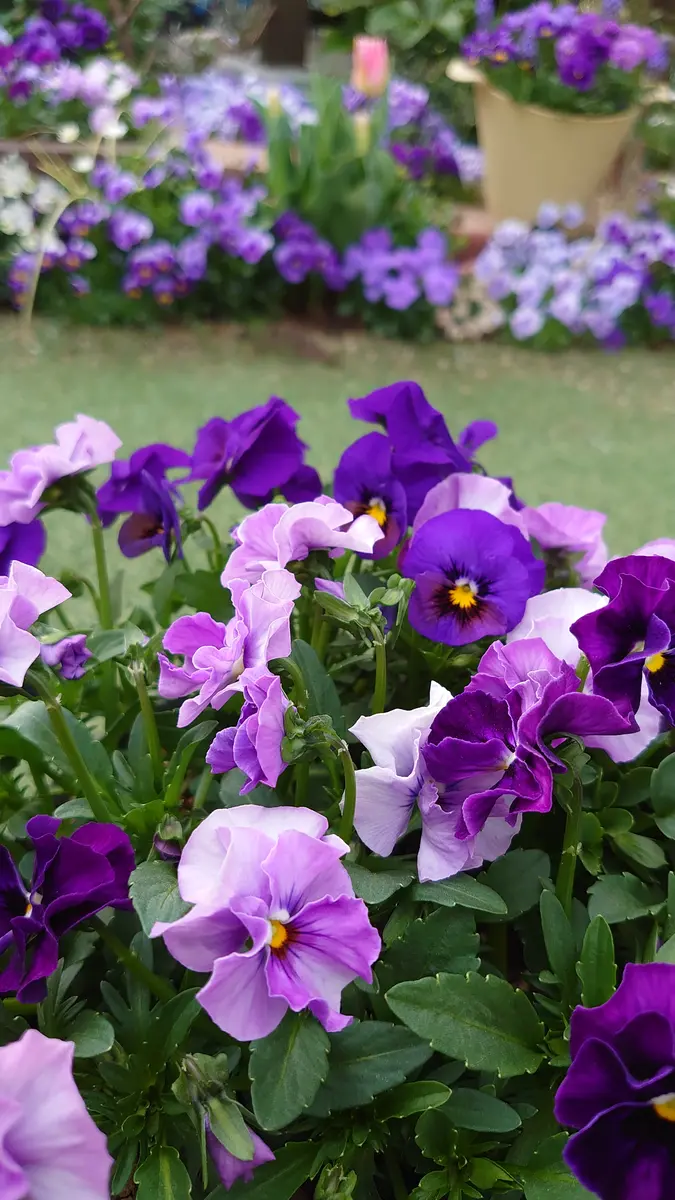 希少 早い者勝ち ビオラ すみれ図鑑 2ポット 紫と黄色 ⚠️🚨⚠️左上