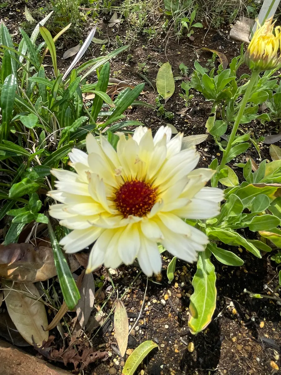 キンセンカ スノープリンセス育ててみます！｜そだレポ（栽培レポート