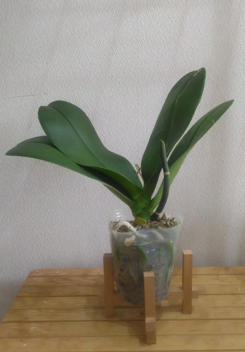 D〉花終わりの大輪胡蝶蘭 を咲かせたい。2024～｜そだレポ（栽培