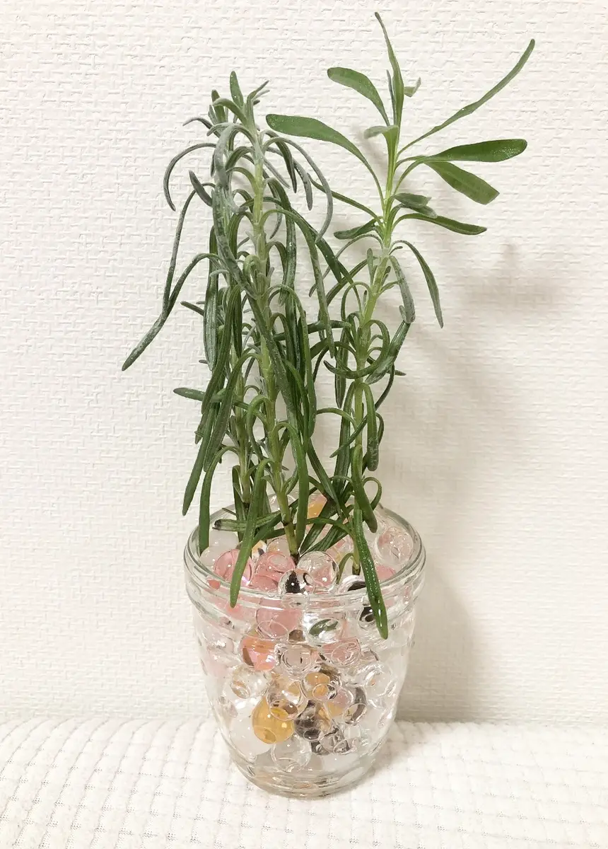 ラベンダー 育て 方
