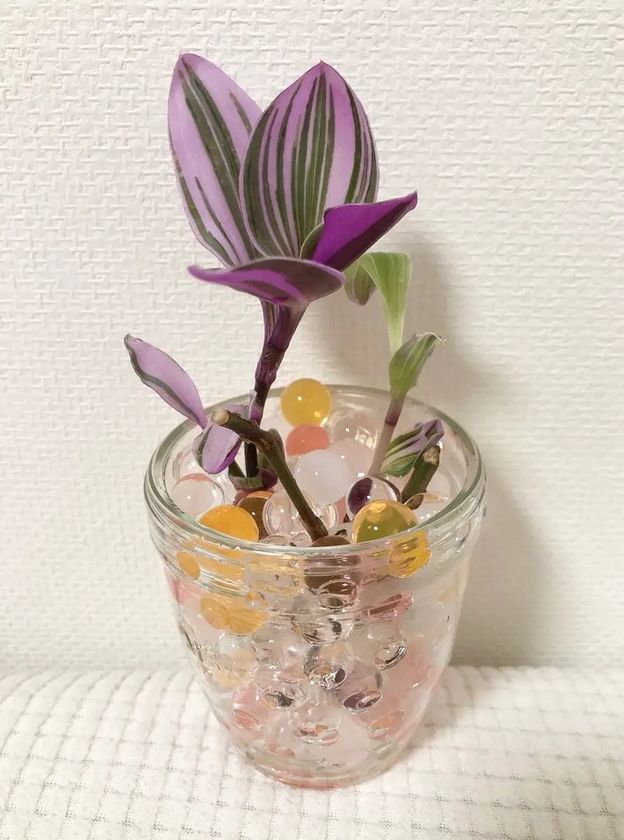 トラデスカンチアラベンダー♡水耕栽培|そだレポ(栽培レポート トラデスカンチアラベンダー♡水耕栽培|そだレポ(栽培レポート