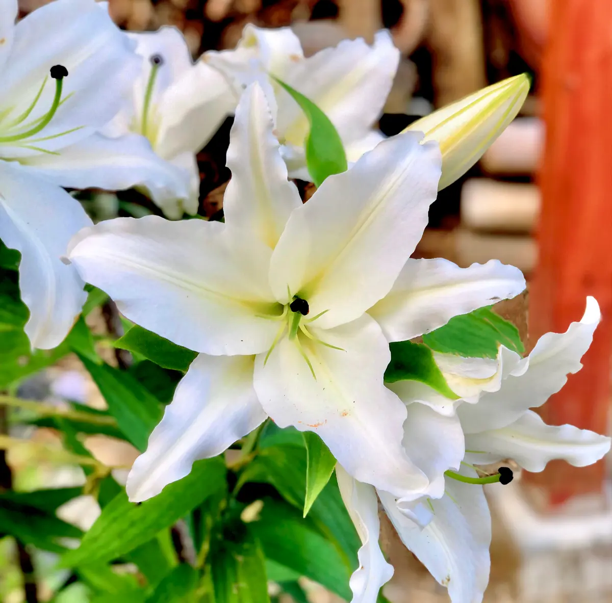 カサブランカ カサブランカ白とピンク 植え替え｜そだレポ（栽培レポート）by漣_