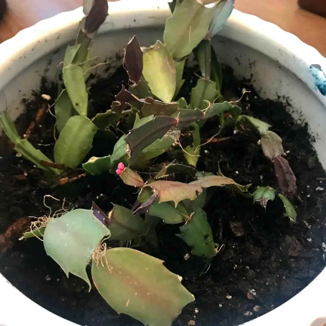 葉挿しでシャコバサボテン育てる｜そだレポ（栽培レポート）by海辺の