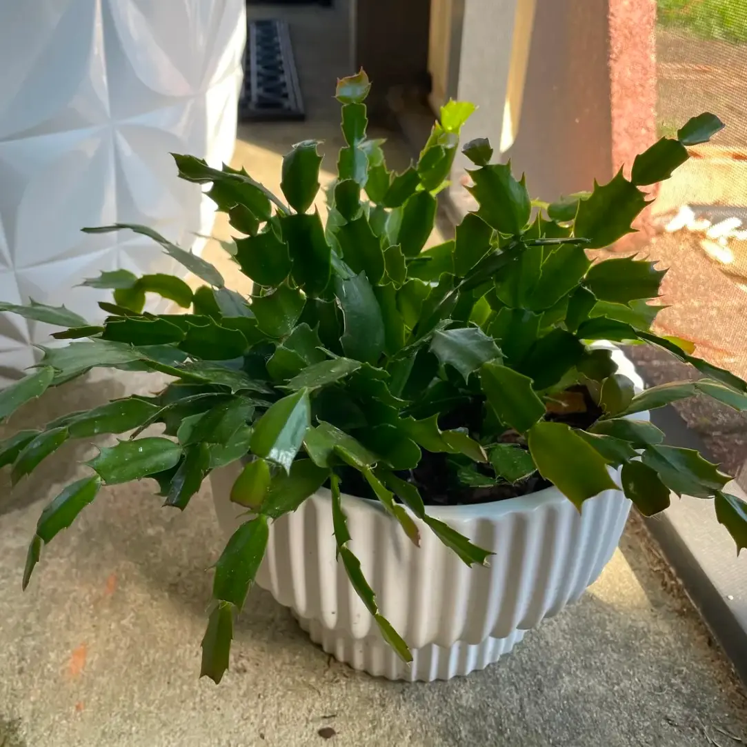 葉挿しでシャコバサボテン育てる｜そだレポ（栽培レポート）by海辺の