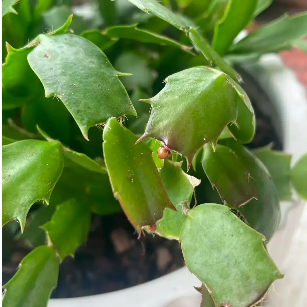 葉挿しでシャコバサボテン育てる｜そだレポ（栽培レポート）by海辺の