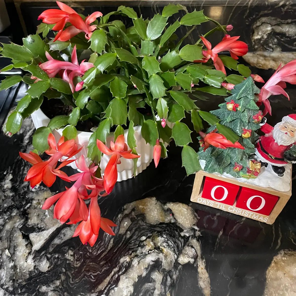 葉挿しでシャコバサボテン育てる｜そだレポ（栽培レポート）by海辺の