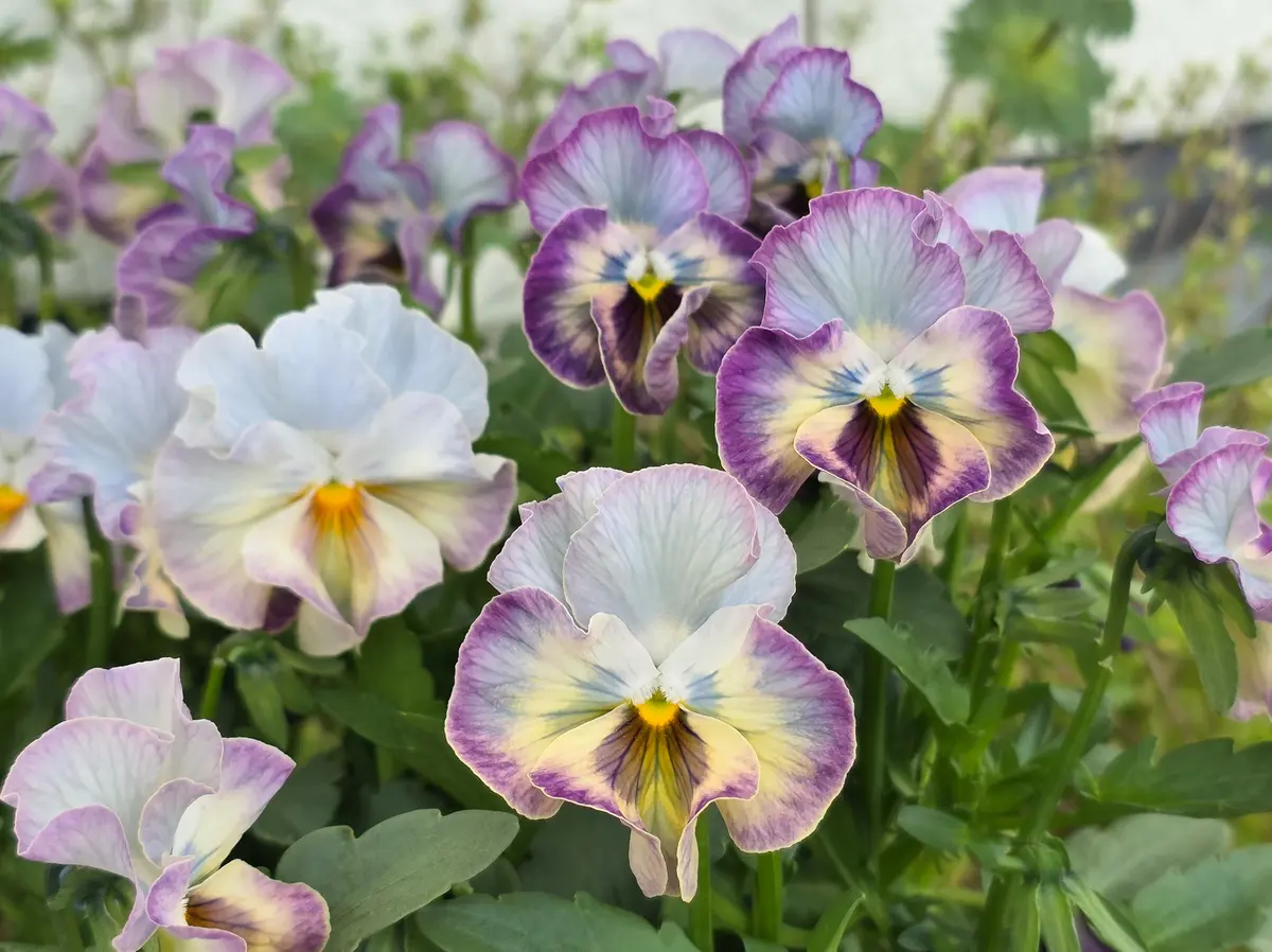 パンジーマジックアワーの成長記録｜そだレポ（栽培レポート