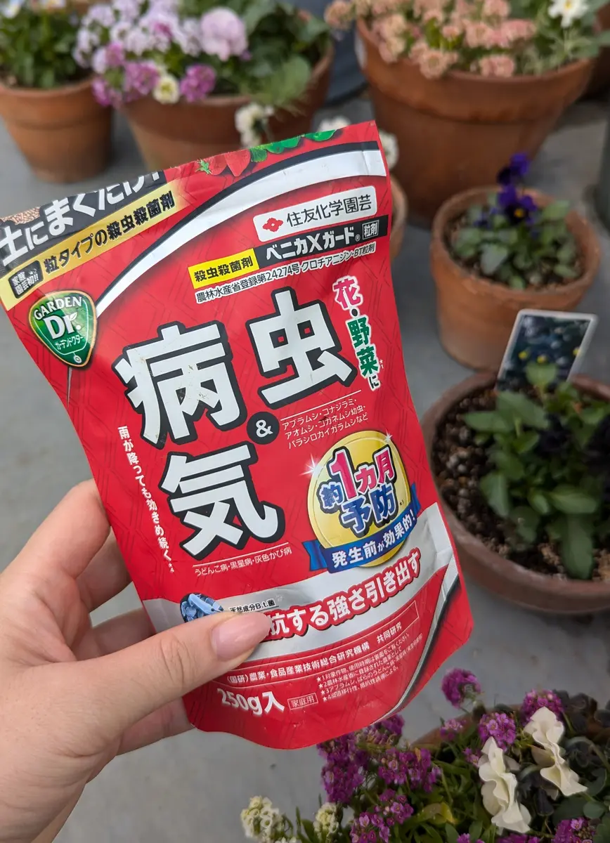 パンジーさま　２枚お纏めページ(a,d) パンジーマジックアワーの成長記録｜そだレポ（栽培レポート