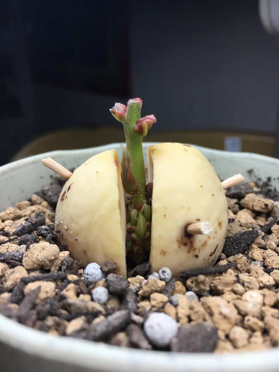 謎の生命体アボカド｜そだレポ（栽培レポート）byまいちゃ428