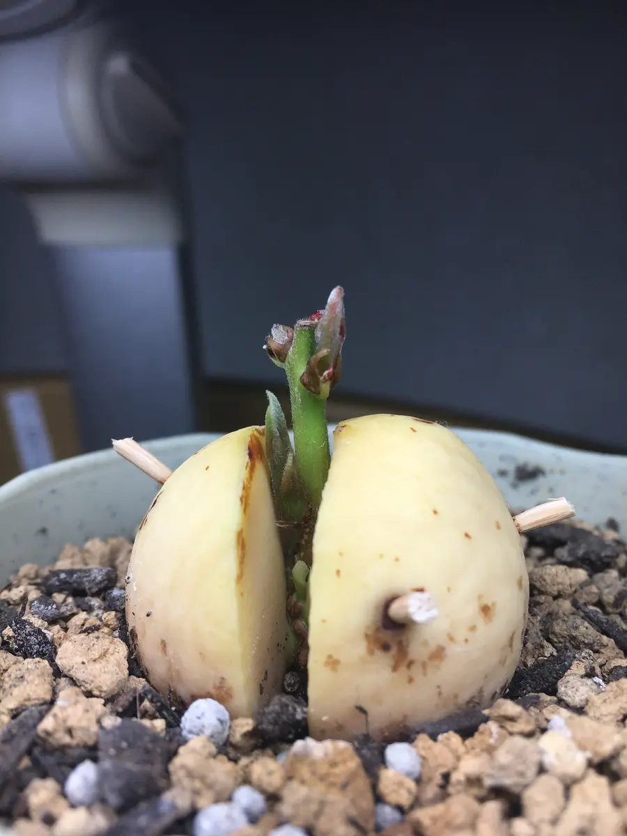 謎の生命体アボカド｜そだレポ（栽培レポート）byまいちゃ428