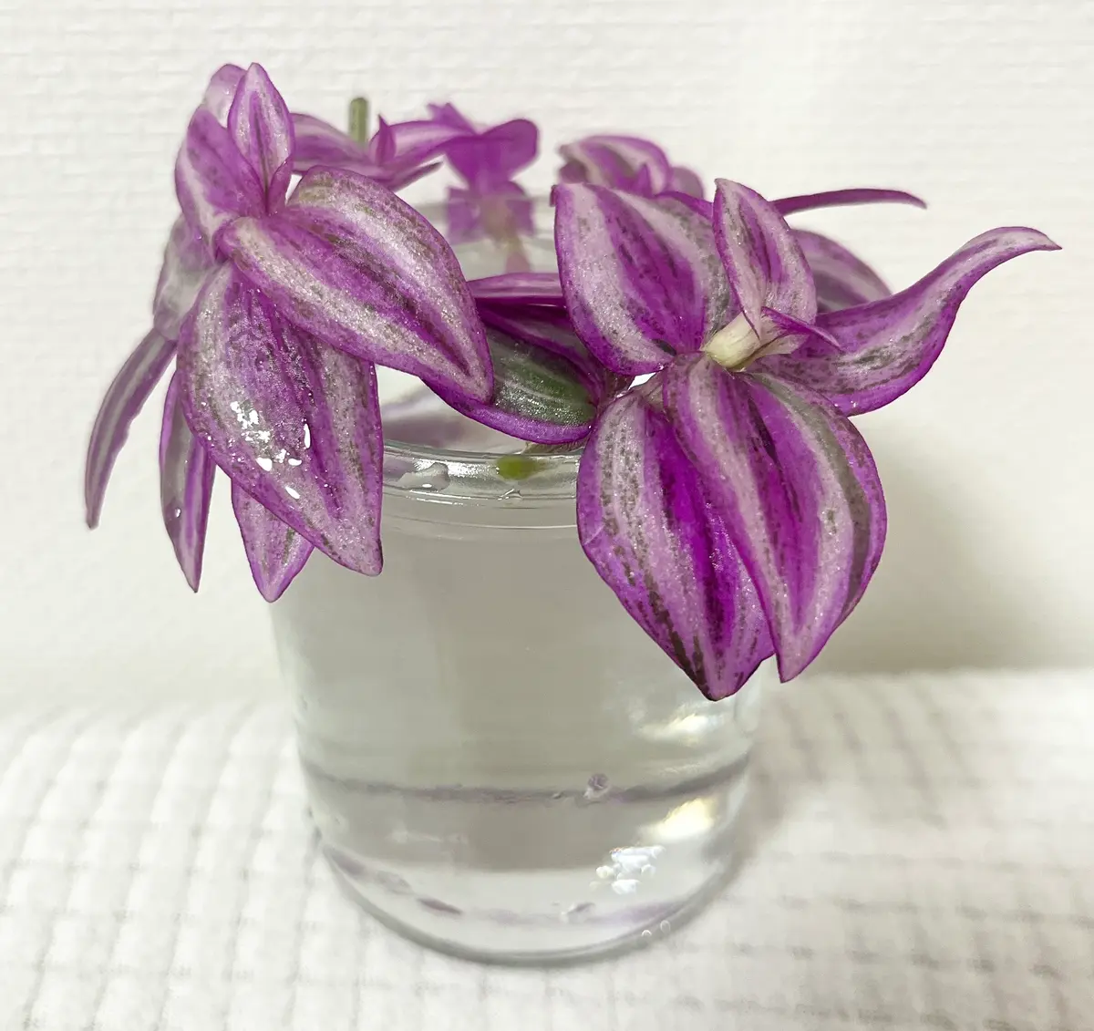 トラデスカンチアピンクパラダイス♡水耕栽培｜そだレポ（栽培レポート