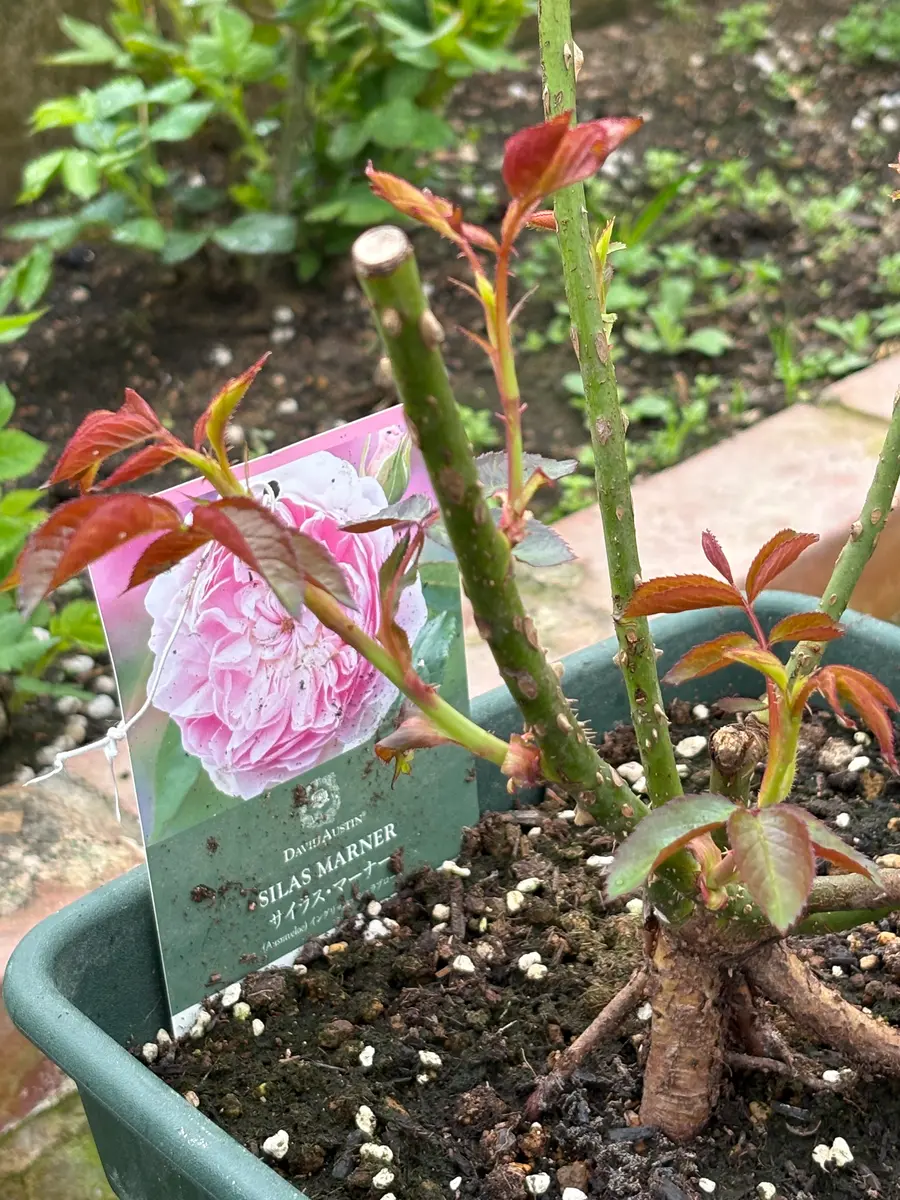 開花中「サイラスマーナー」10号鉢