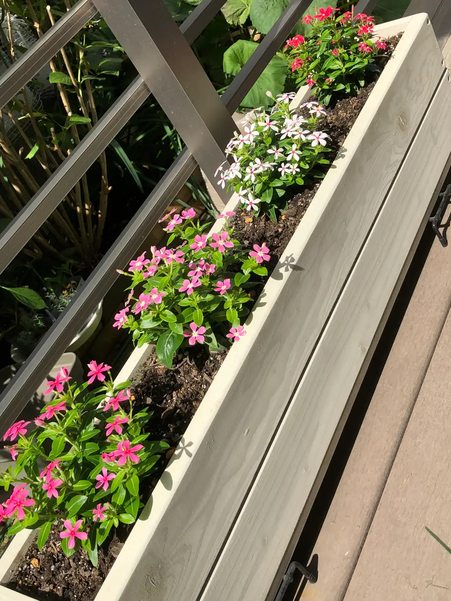 屋外での冬越し挑戦｜そだレポ（栽培レポート）byゆきみマロン