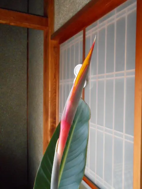 目指せ！極楽鳥花5｜そだレポ（栽培レポート）byネムチャン｜みんなの