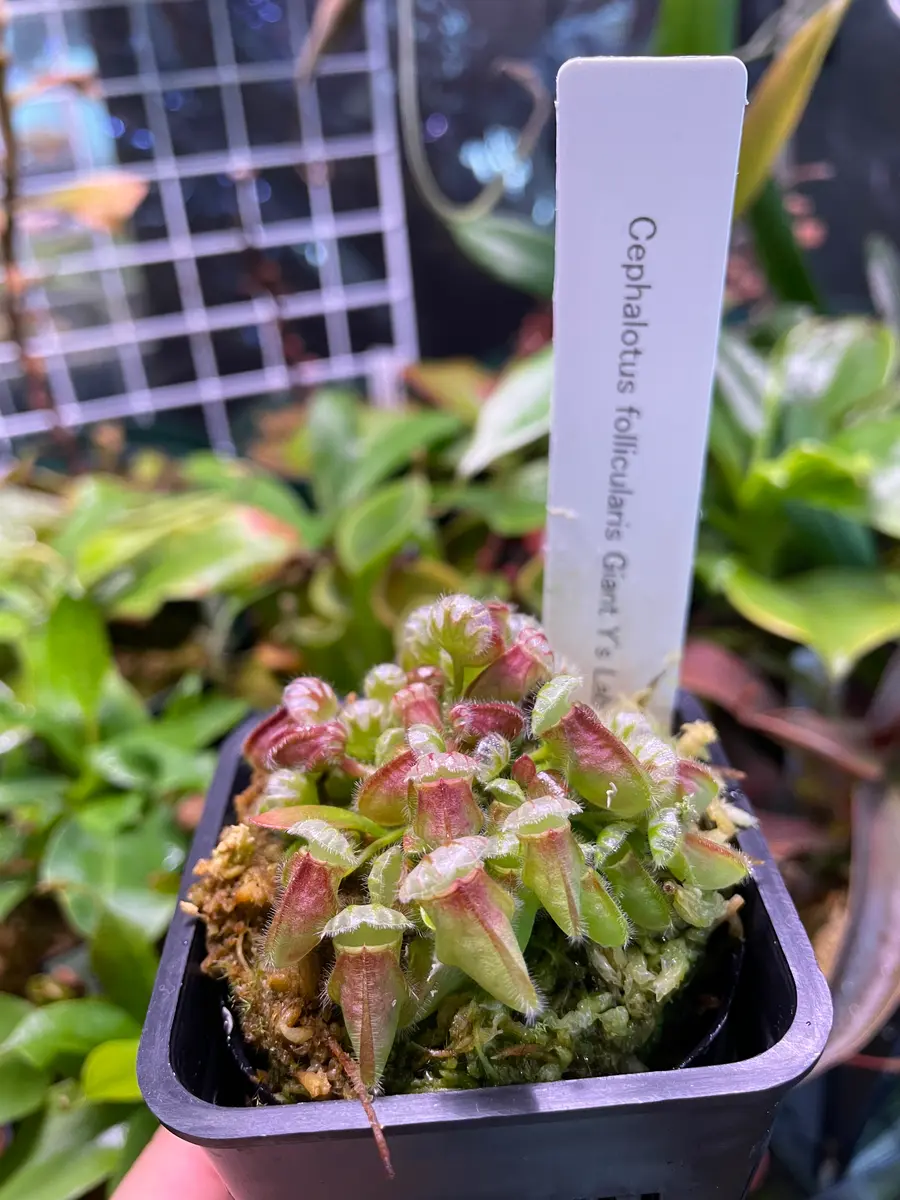 【入手困難】薬用植物栽培全科 水稲育苗箱用灌注処理剤「ミネクトシリーズ」使用実感レポート（広島県