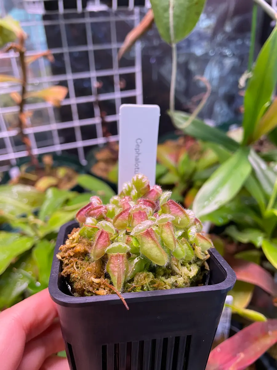 【おトク】 セファロタス・フォリキュラリス【ジャイアント】を育てる｜そだ その他観葉植物