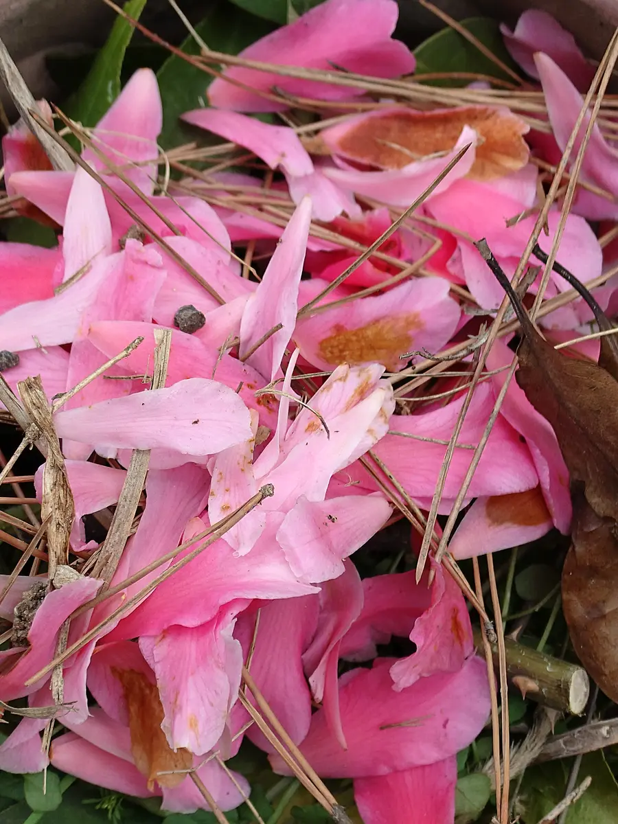ブーゲンビリア 大株 海外種 三色変色 花蕾多数付き ブーゲンビリア 大