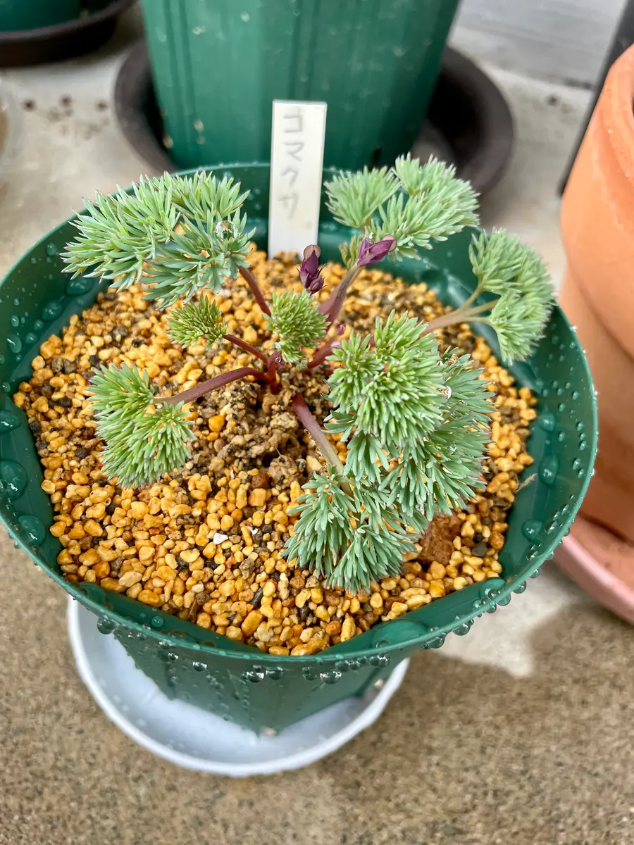 コマクサの観察｜そだレポ（栽培レポート）byげばら｜みんなの趣味の園芸