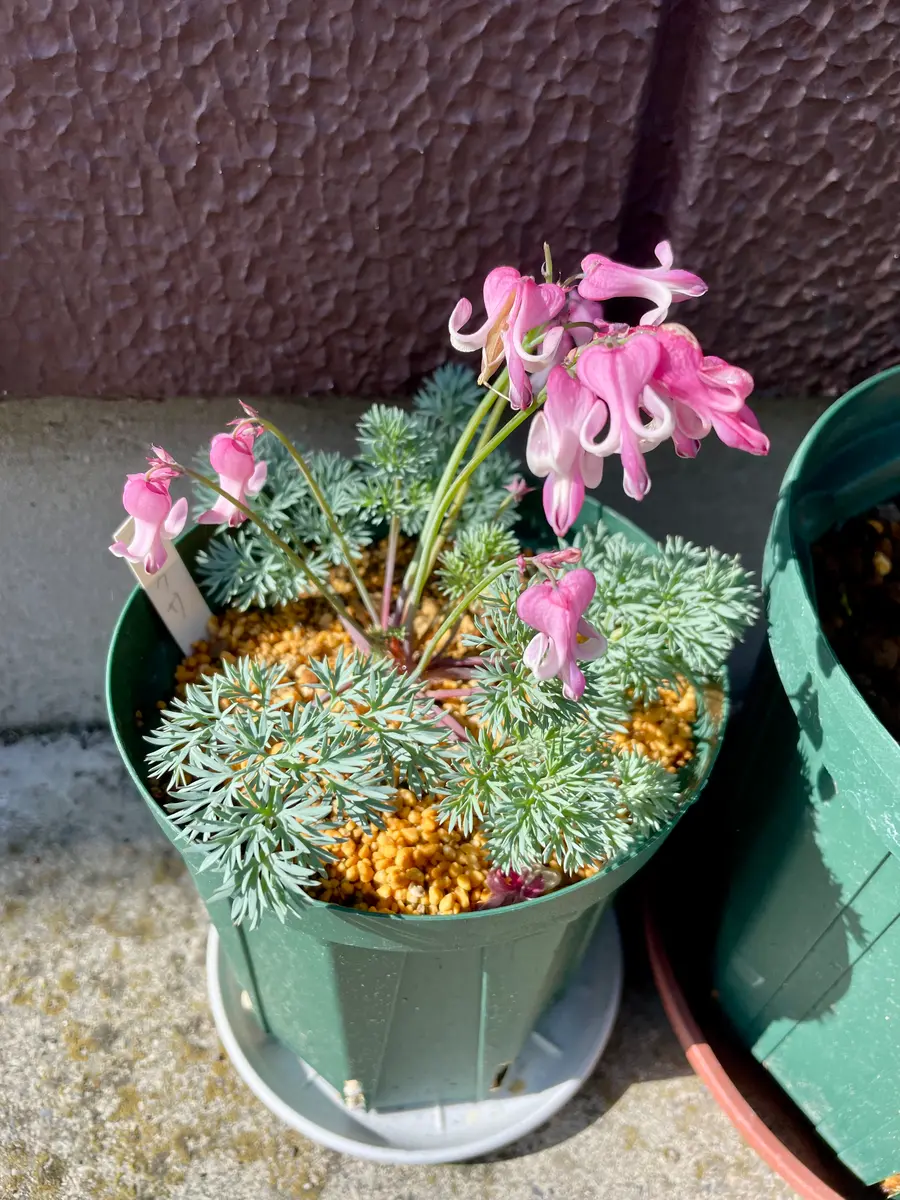 コマクサの観察｜そだレポ（栽培レポート）byげばら｜みんなの趣味の園芸