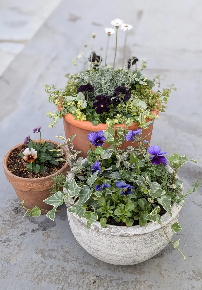 詳細レポ✍️】寄せ植えの成長きろく⑤〜紫・ブルー系ビオラ〜｜そだ