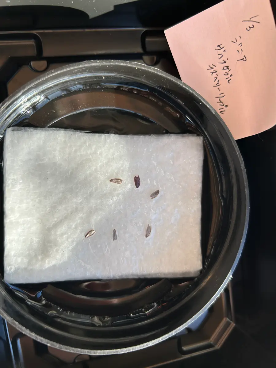 種から】ジニアを長く楽しむ｜そだレポ（栽培レポート）byまいん｜みんなの趣味の園芸