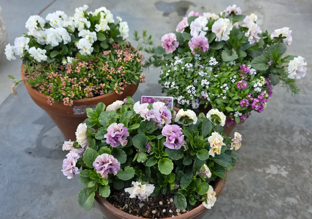 詳細レポ✍️】寄せ植えの成長きろく⑥〜メゾンドビオラ公爵令嬢〜｜そ