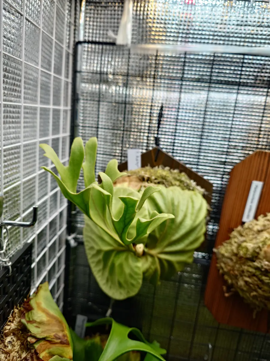 リドレイの育て方｜そだレポ（栽培レポート）byfm_plants｜みんなの