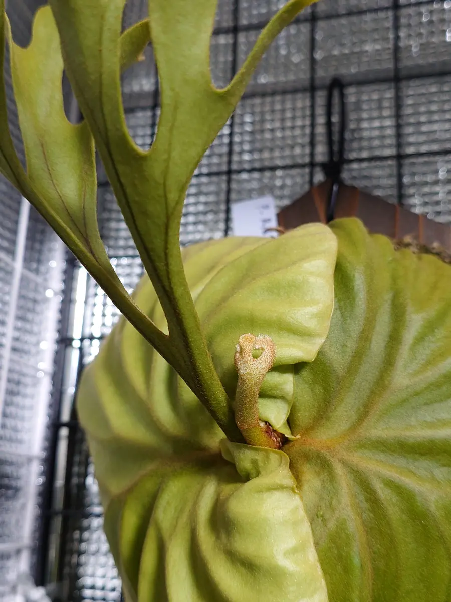 リドレイの育て方｜そだレポ（栽培レポート）byfm_plants｜みんなの