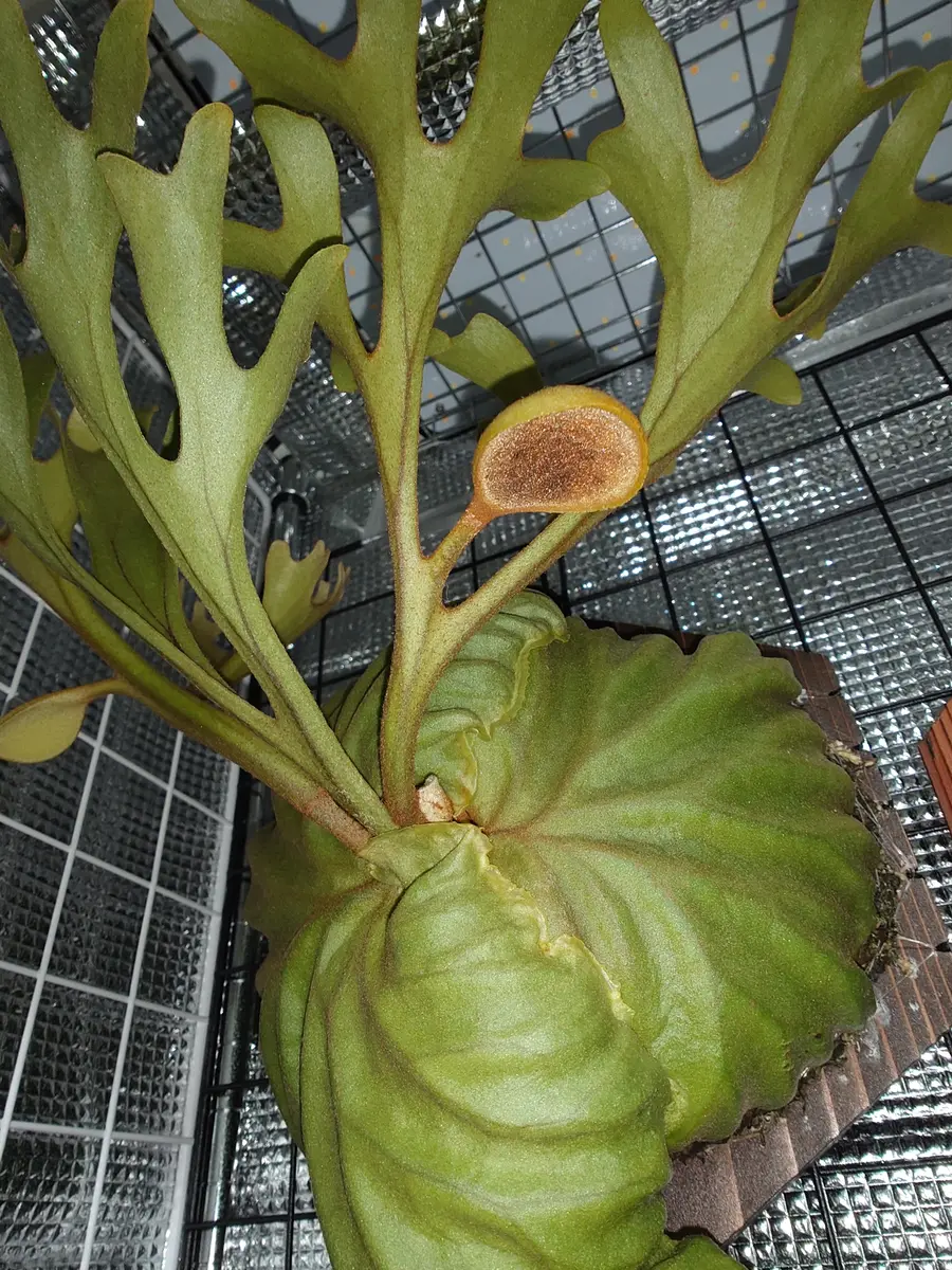 リドレイの育て方｜そだレポ（栽培レポート）byfm_plants｜みんなの