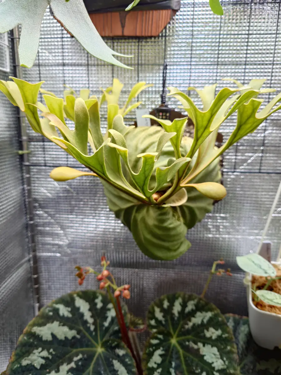 リドレイの育て方｜そだレポ（栽培レポート）byfm_plants｜みんなの