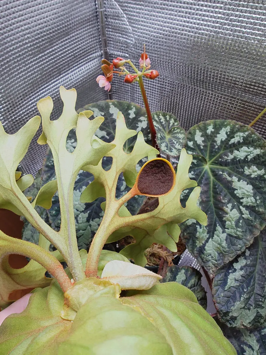 リドレイの育て方｜そだレポ（栽培レポート）byfm_plants｜みんなの