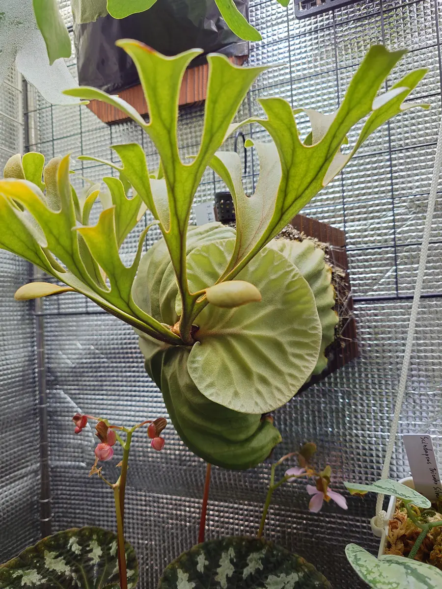 リドレイの育て方｜そだレポ（栽培レポート）byfm_plants｜みんなの