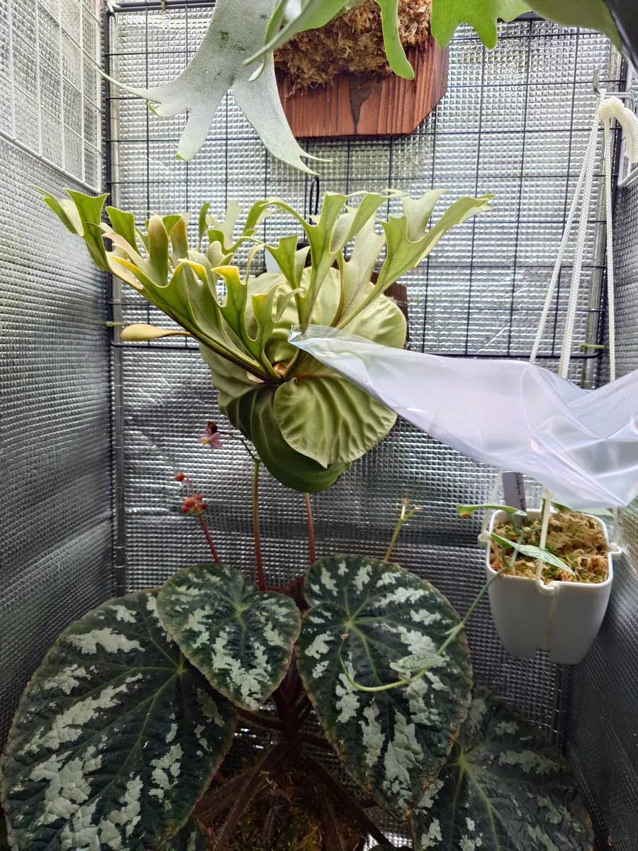 リドレイ　ハンティングボード付け リドレイの育て方｜そだレポ（栽培レポート）byfm_plants｜みんなの