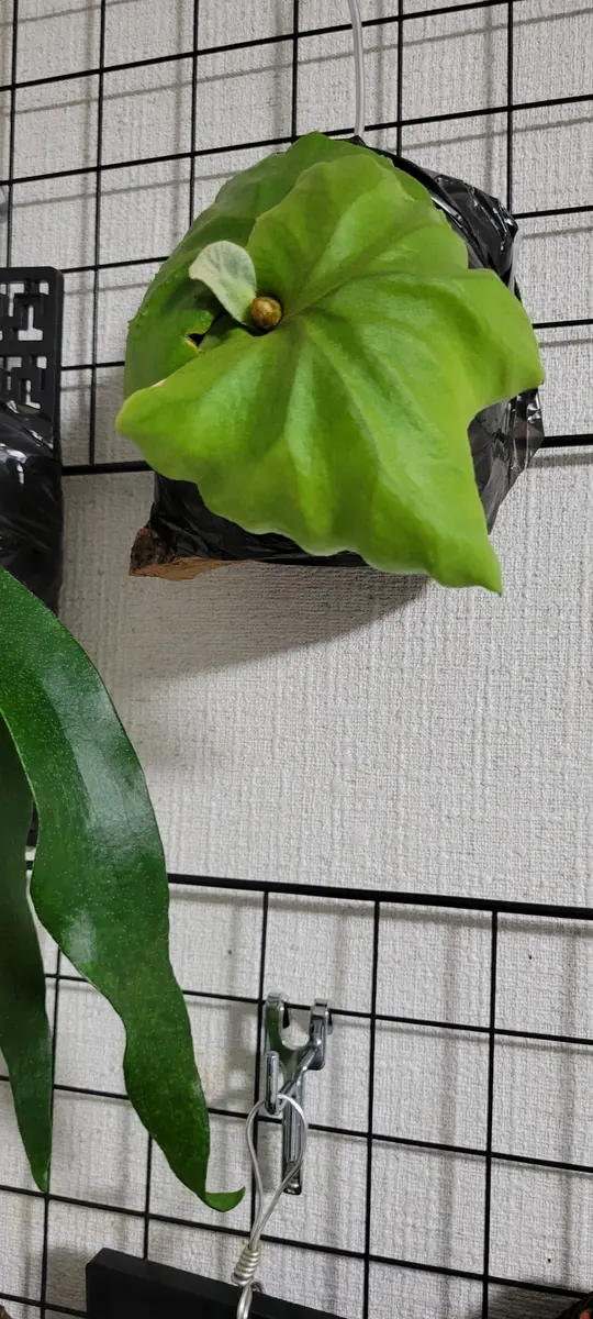 リドレイの育て方｜そだレポ（栽培レポート）byfm_plants｜みんなの