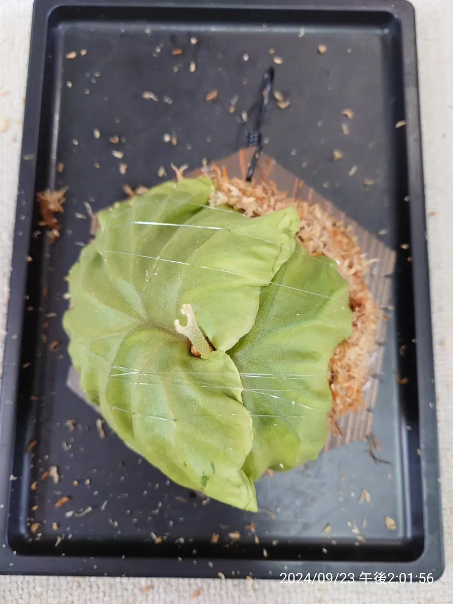 リドレイの育て方｜そだレポ（栽培レポート）byfm_plants｜みんなの