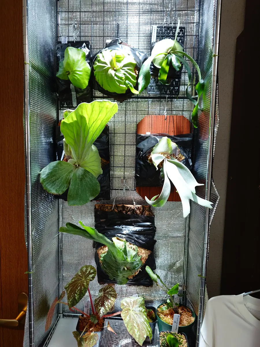 リドレイの育て方｜そだレポ（栽培レポート）byfm_plants｜みんなの