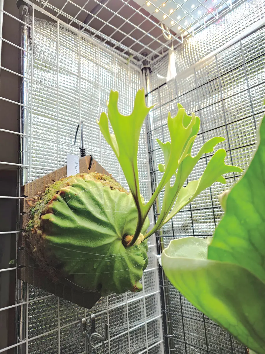 リドレイの育て方｜そだレポ（栽培レポート）byfm_plants｜みんなの