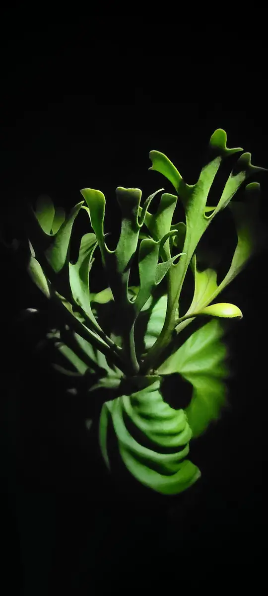 リドレイの育て方｜そだレポ（栽培レポート）byfm_plants｜みんなの 