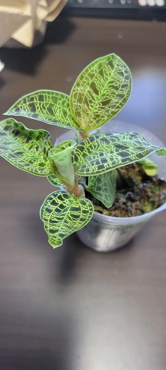 マコデスペトラの栽培記録｜そだレポ（栽培レポート）byfm_plants