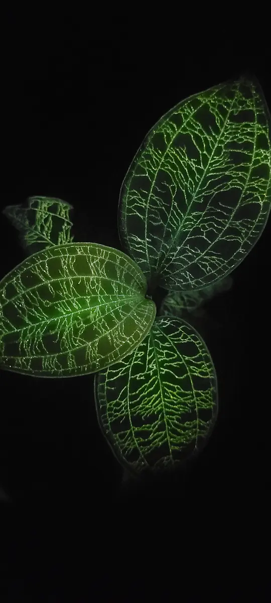 マコデスペトラの栽培記録｜そだレポ（栽培レポート）byfm_plants