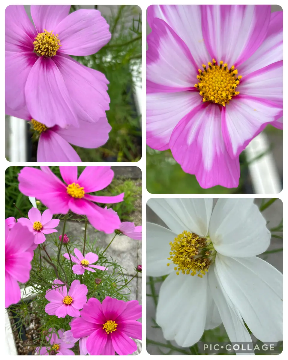 宿根コスモス類問い合わせ 宿根コスモス類問い合わせ コスモス | 花のタネ | 株式会社トーホク
