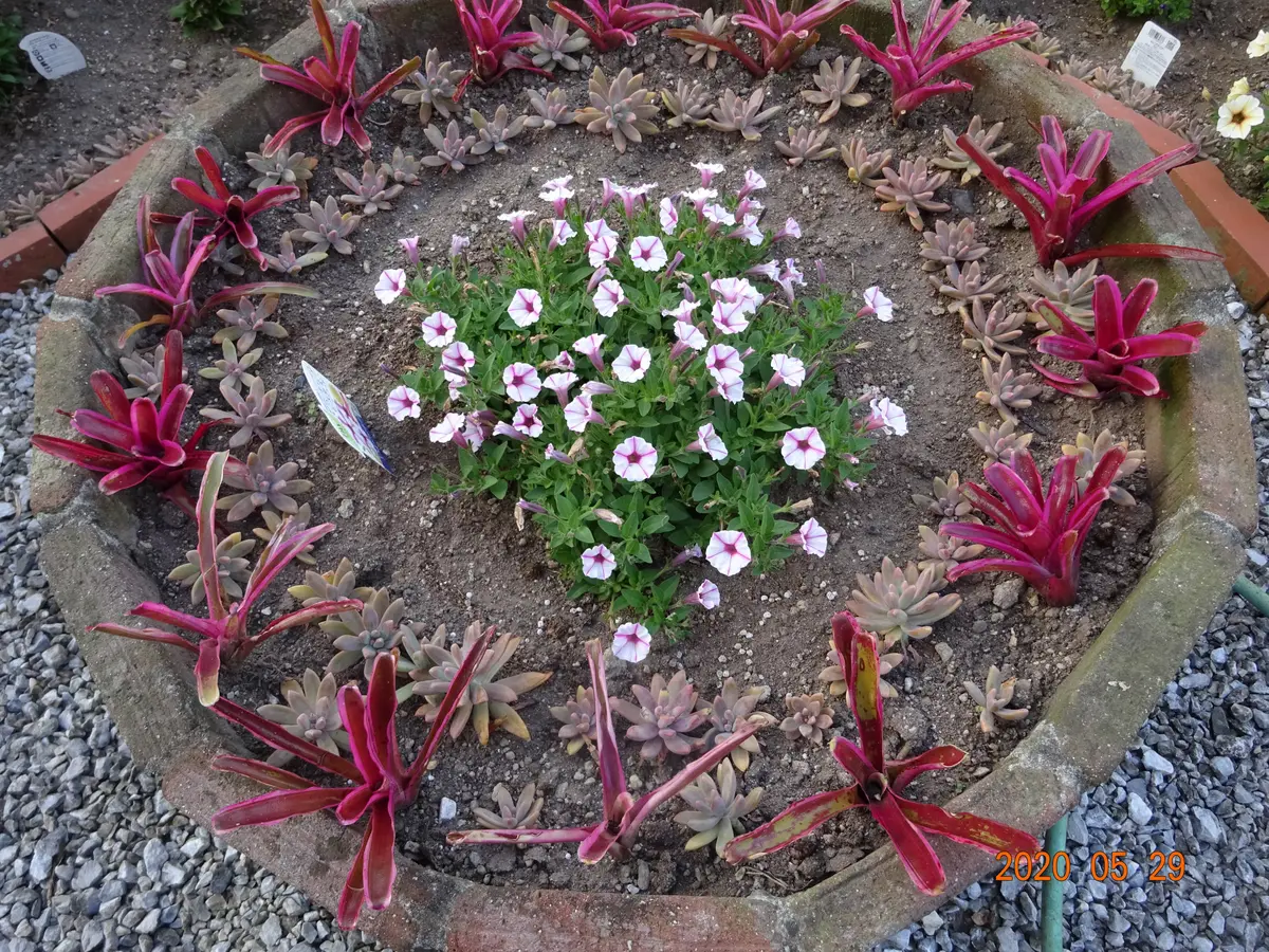 Top【選抜株】多肉植物　21943 テン　オータム錦36個　鉢無し/脱土 楽天市場】多肉植物 O'sグラプトベリア 銀天女×トバレンシス 多肉植物