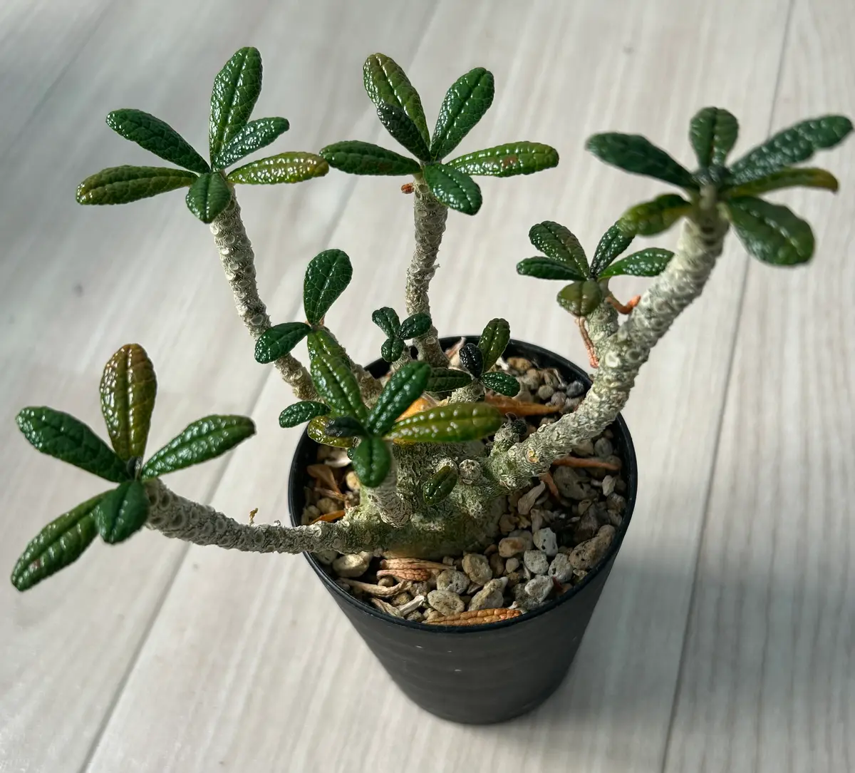 ドルステニア・ギガスを種から育てる｜そだレポ（栽培レポート