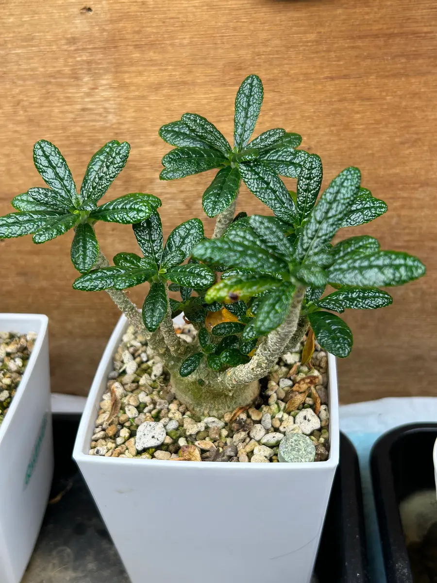 ドルステニア・ギガスを種から育てる｜そだレポ（栽培レポート