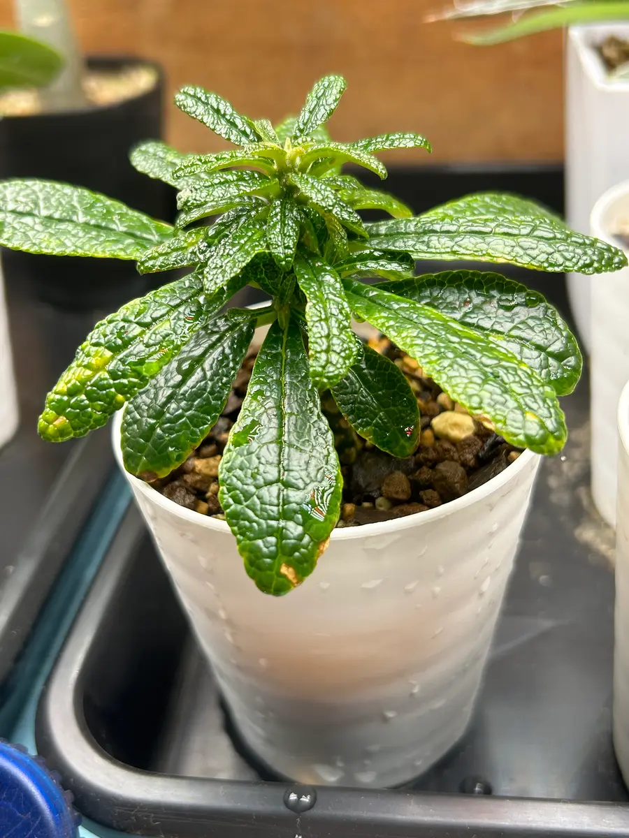 ドルステニア・ギガスを種から育てる｜そだレポ（栽培レポート