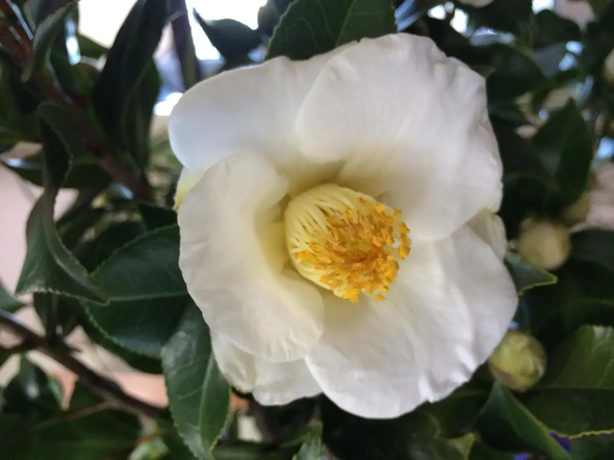 椿｜そだレポ（栽培レポート）by花椿｜みんなの趣味の園芸