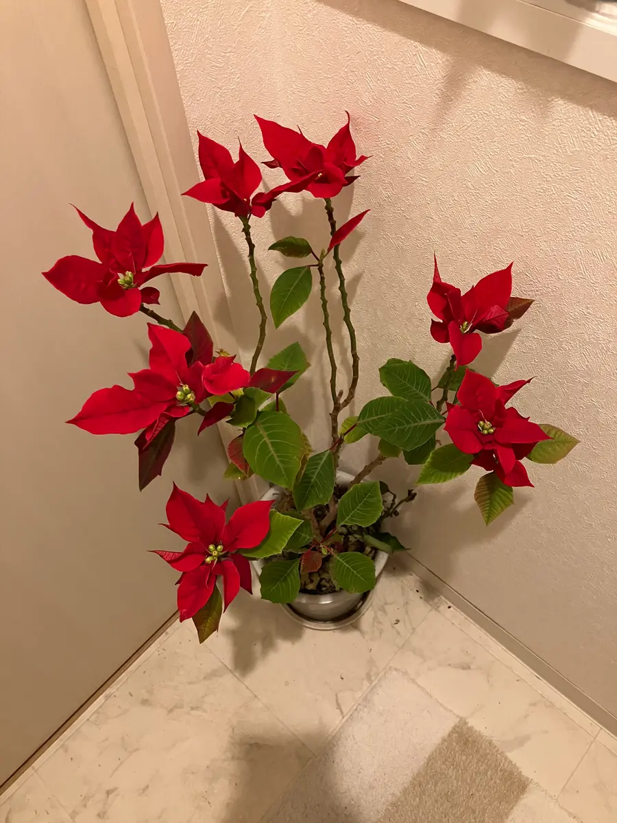 ポインセチア4年目｜そだレポ（栽培レポート）byちばまもる｜みんなの